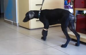 Stray Dog's Incredible Resilience Ships Amid Overwhelming Tick Infection and Embedded Tail Rope - Batmalite Media