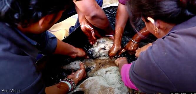 the incredible recovery of an abandoned dog covered in dirt impresses animal lovers around the world.